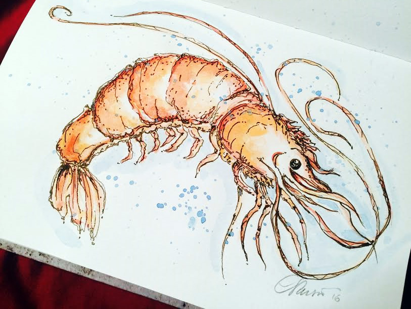 Doodlewash and watercolor sketch by Carolina Russo of Shrimp
