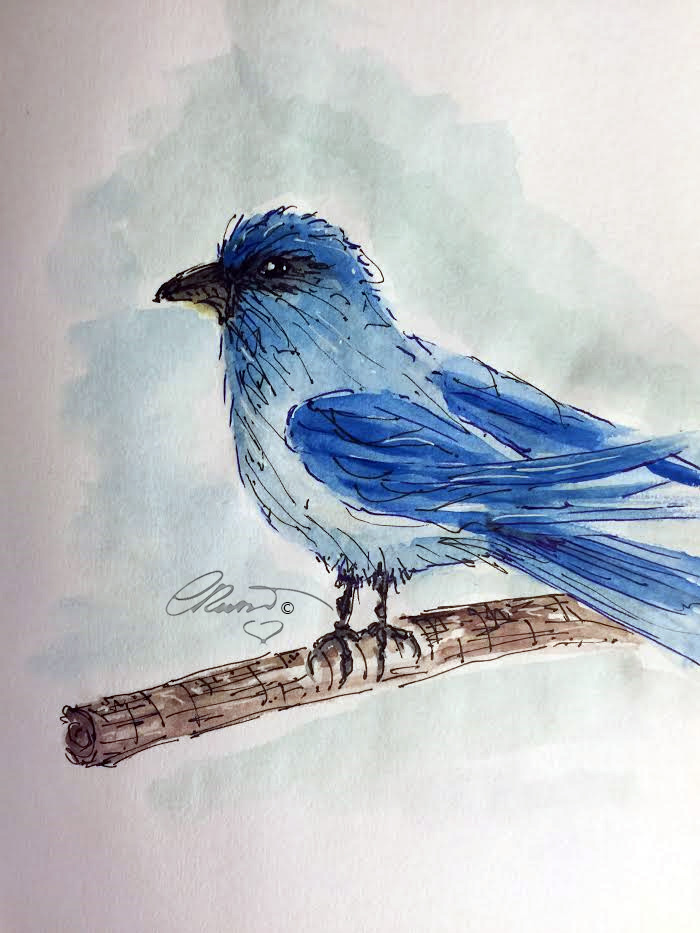 Bluebird - ©Carolina Russo